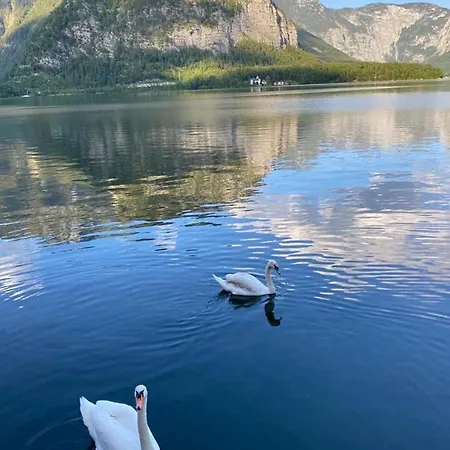Am Hallstattersee Im Sarstein Daire *